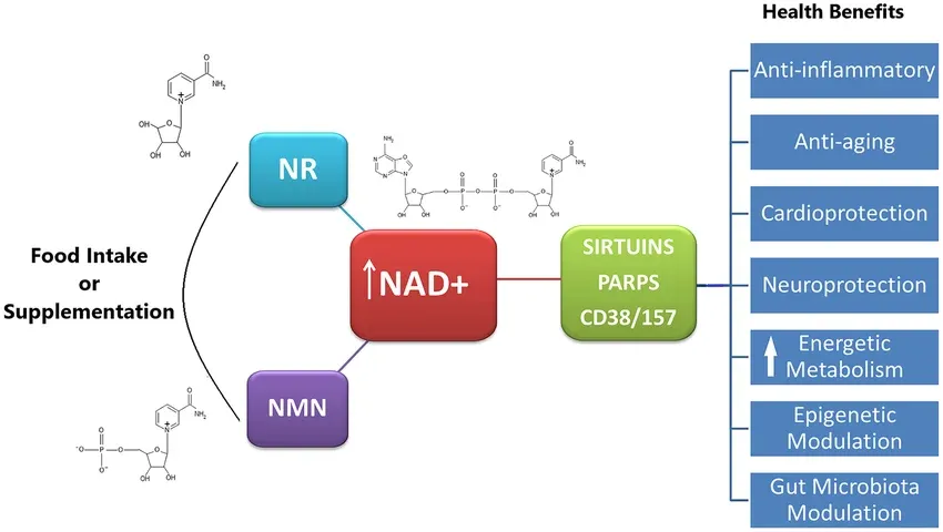 NAD+: il carburante molecolare che declina con l'età (e come reintegrarlo)