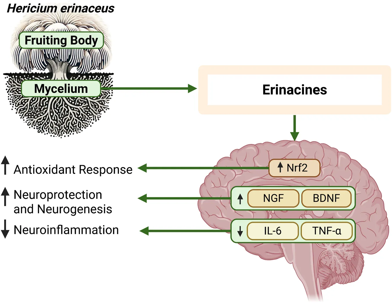 Hericium vs Alzheimer (L’Oblio della Complessità)