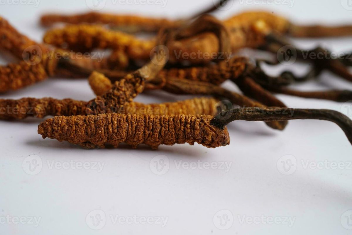 Cordyceps fungo dell'energia primordiale