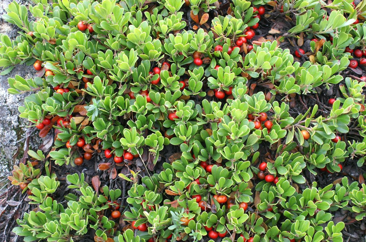 Uva Ursina: Un Tesoro della Fitoterapia Tradizionale e Futura