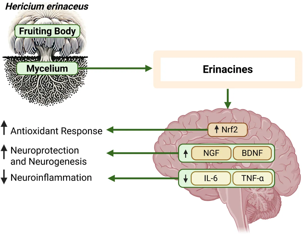 Hericium vs Alzheimer (L’Oblio della Complessità)