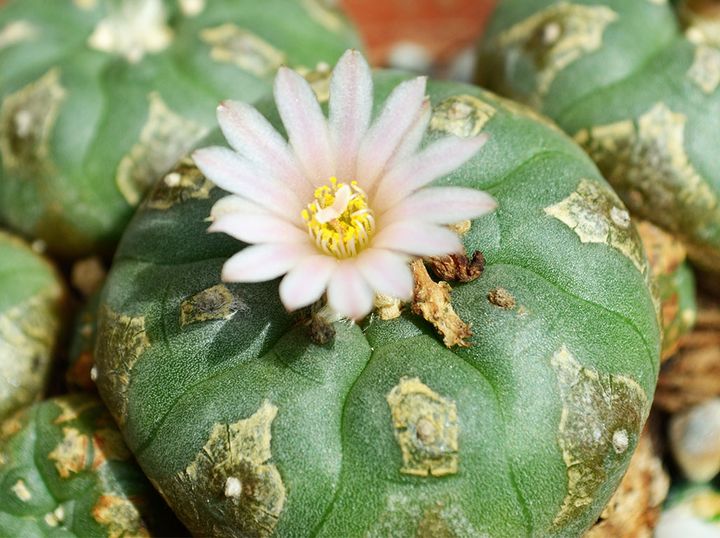 Storia del peyote