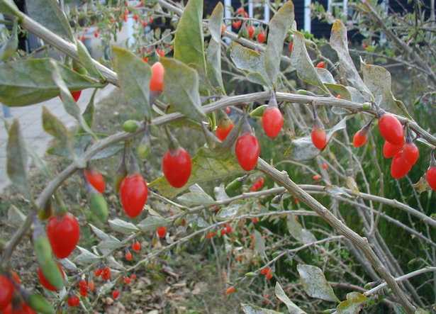 Bacche di Goji: superfood tra Tradizione e Sicurezza Alimentare