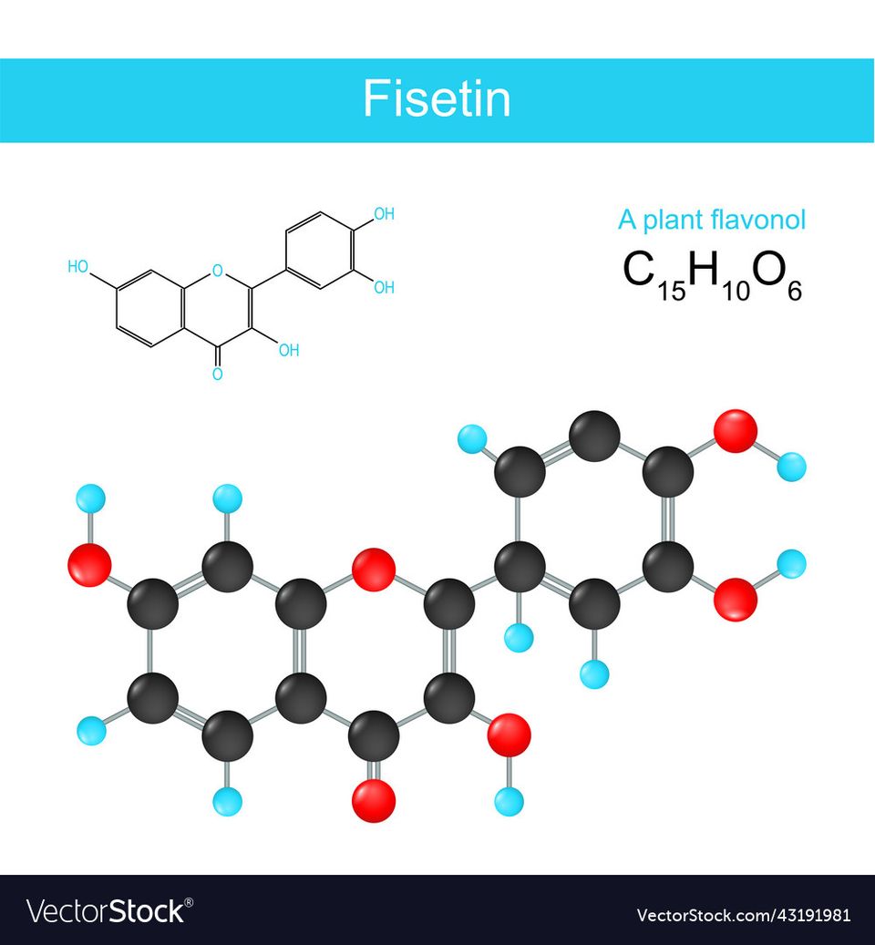 Fisetina: il flavonoide senolitico che combatte l'invecchiamento cellulare